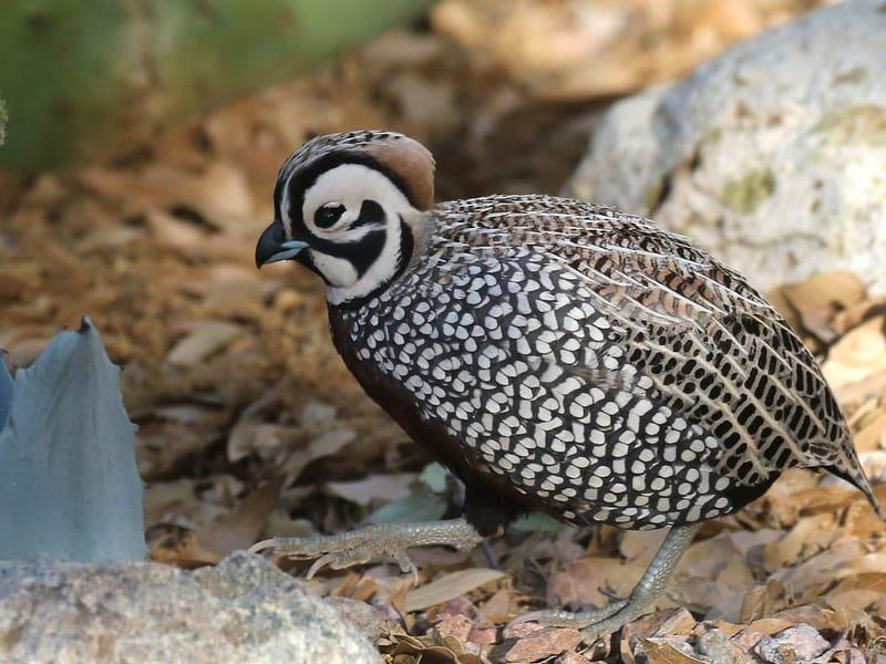 Montezuma Quail. Photo: Isaac Sanchez/Audubon Photography Awards.